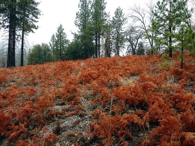 The Best Anza Borrego Camping Lake Henshaw Resort