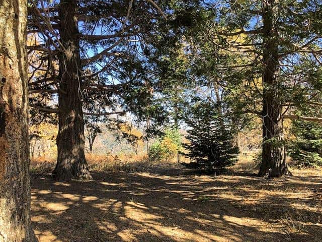 The Best Anza Borrego Camping Oak Knoll Campground
