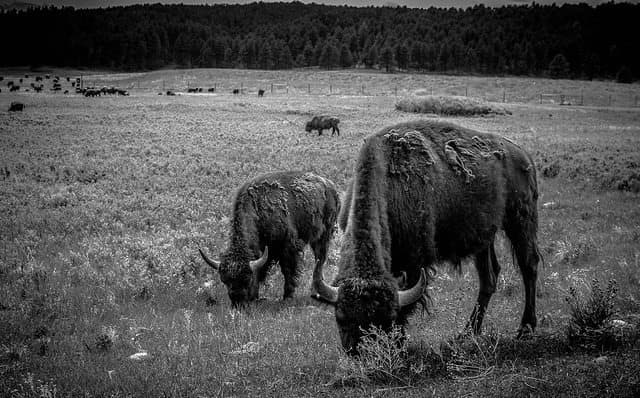 The Best Custer State Park Camping - Big Pine Campground