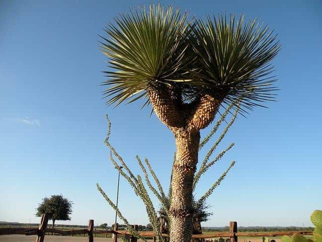 The Best Enchanted Rock Camping - Armadillo Farm Campground