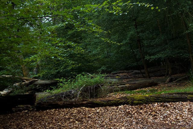 Best UK Campsites - Debden House