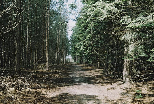 Best UK Campsites - Orchard Campsite