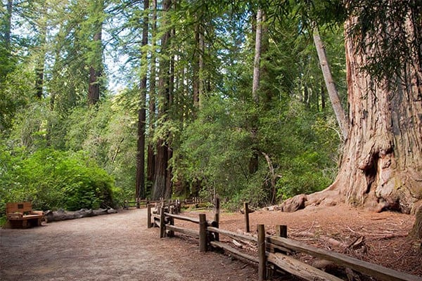 The Best Big Basin Camping