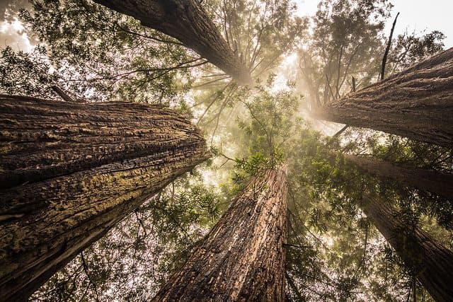 Half Moon Bay Camping - Big Basin Redwoods Campground