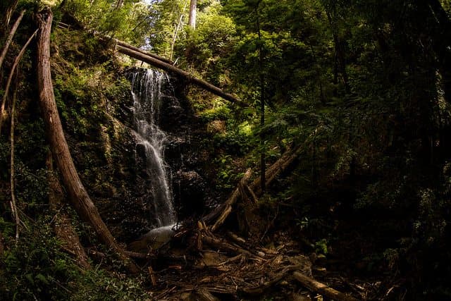 Best Camping in Big Basin