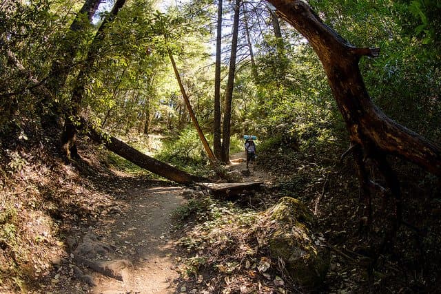 Best Camping in Big Basin - Blooms Creek