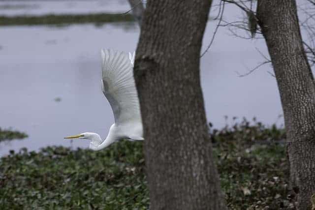 Best Camping in Texas - Brazos Bend