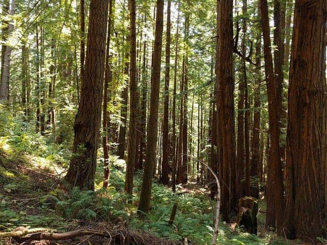 Half Moon Bay Camping - Butano State Park