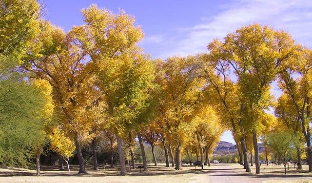 Best Camping in Texas - Cottonwood Campground