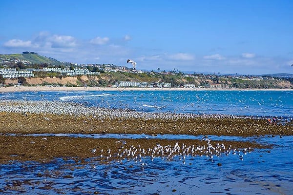 The Best Doheny State Beach Camping