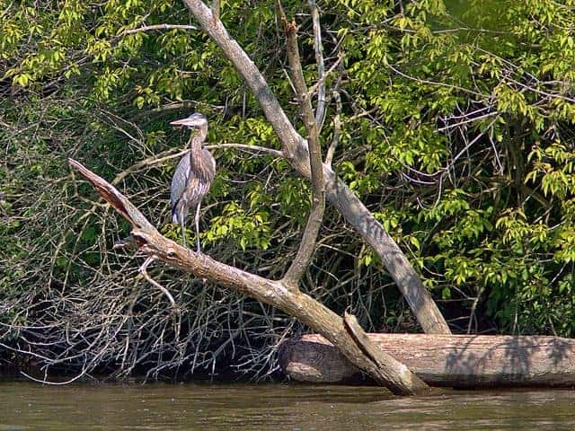 Best Camping in Illinois