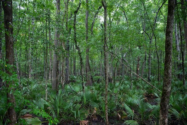 Best Camping in Illinois - Fox Ridge