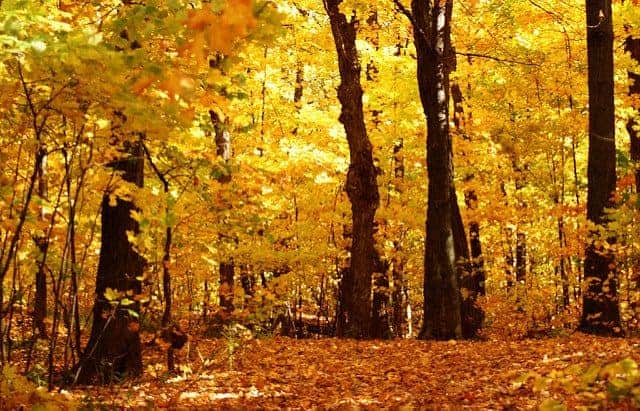 Best Camping in Texas - Houston