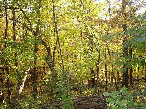 Best Camping in Starved Rock - Matthiesson