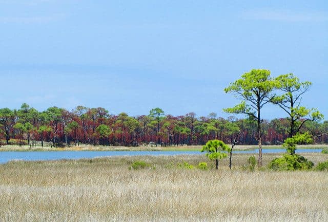 Best Camping in Florida - Ocala National Forest
