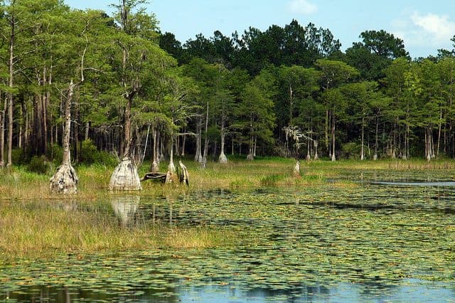 Best Camping in Florida - Pine Creek Campground