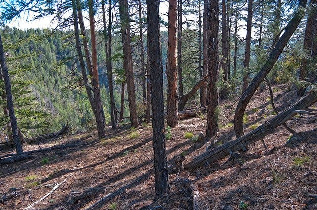 Best Camping in Sedona - Pine Flats