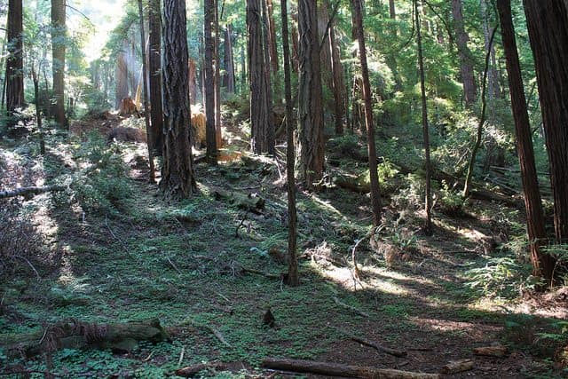 Best Camping in Doheny - San Mateo Campground