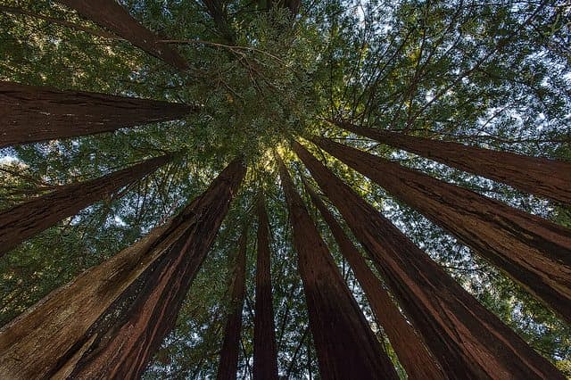 Best Camping in Big Basin - Semperviren Campground