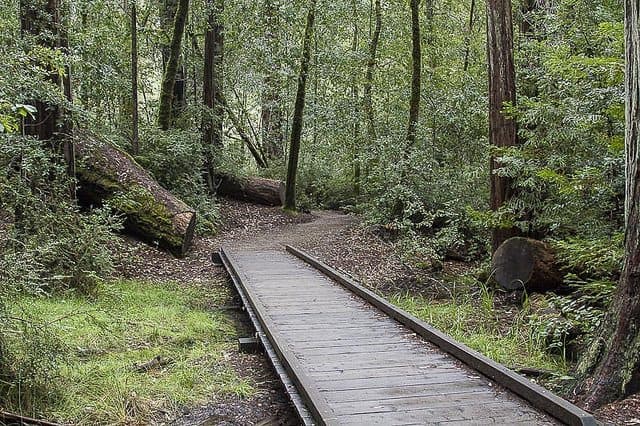 Best Camping in Big Basin - Sequoia Group Camp
