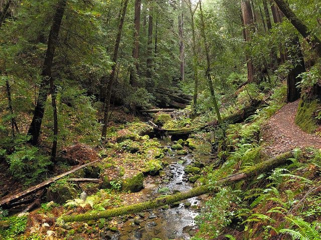 Best Camping in Big Basin - West Waddell Creek